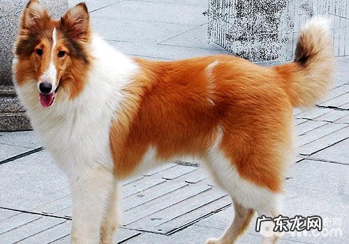 英国德牧犬购买时要注意什么？