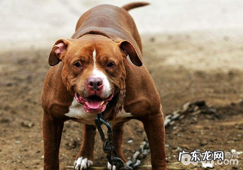 高加索犬类NO1,不害怕痛的铁血战士——美国比特犬