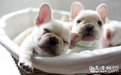 处理法国斗牛犬异味的方式