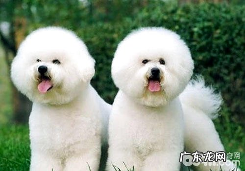 怎么给比熊开展健康保健?