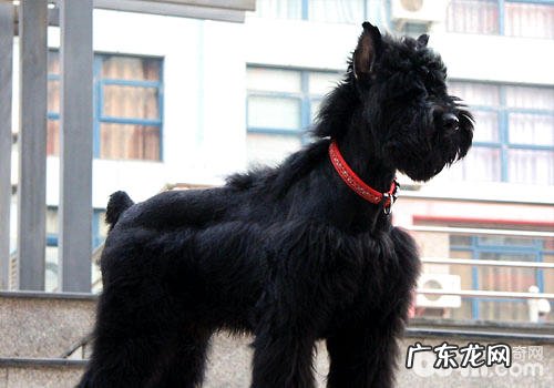 雪纳瑞不但仅有超小型,巨型雪纳瑞你见过吗!