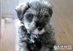 雪纳瑞购买时要注意什么？