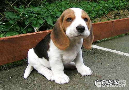 为人们的身心健康放弃,普遍的试验用犬——比熊犬