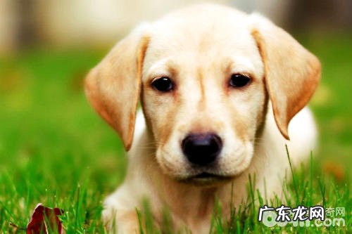 别养拉布拉多犬的十个原因