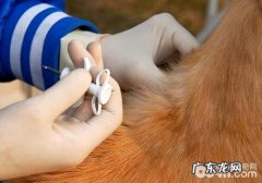 小狗身份证件——芯片