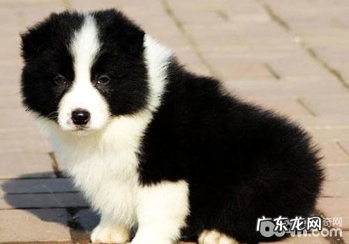 怎么养好一条边境牧羊犬?
