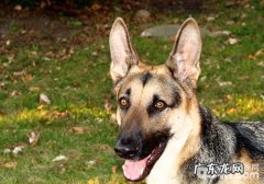 怎么训练德国牧羊犬指定大便？