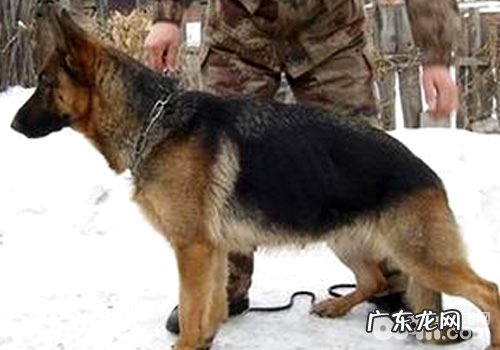 德国牧羊犬购买时要注意什么?