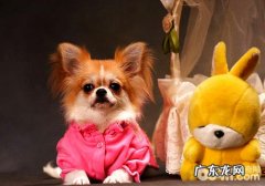 长毛吉娃娃家中美容保养