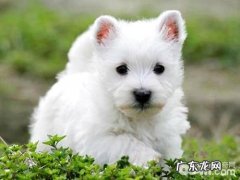 西高地白梗降低掉毛的护肤方法