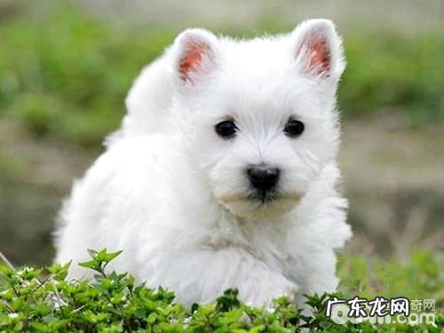 西高地白梗降低掉毛的护肤方法