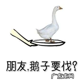 为了搞钱,全深圳都在以鹅传鹅
