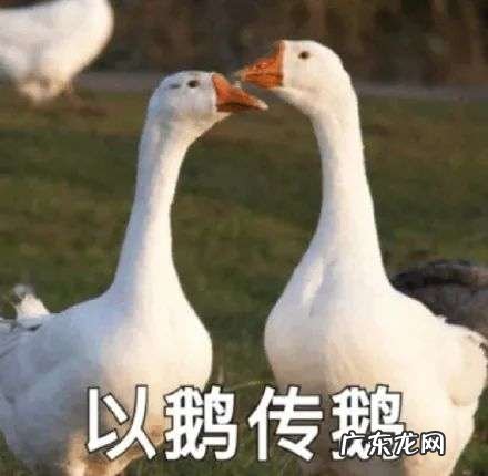 为了搞钱，全深圳都在以鹅传鹅