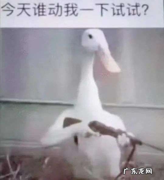 为了搞钱,全深圳都在以鹅传鹅