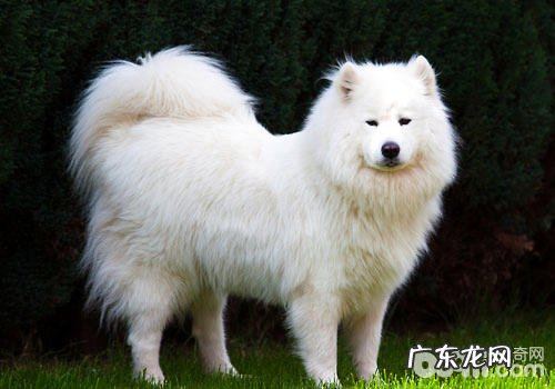 怎么检查流浪狗狗是不是身心健康?