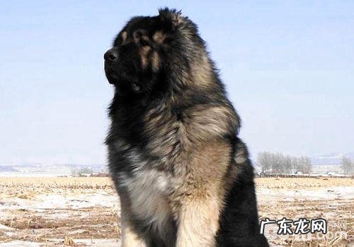 犬中之首——高加索犬