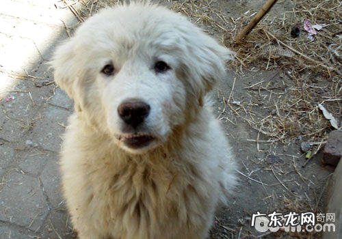 大白熊幼犬如何饲养?