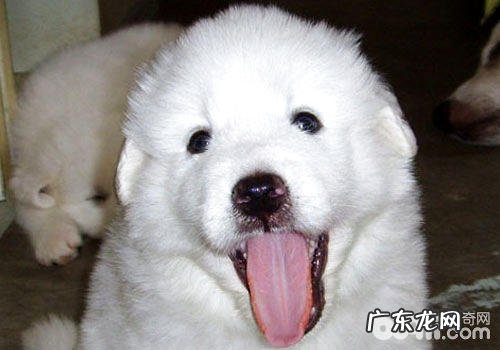 你了解给大白熊犬修毛刮毛的方式 吗?