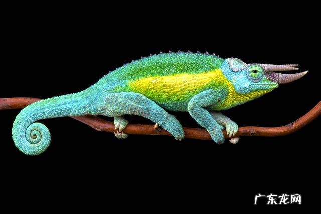 最小的变色龙体长仅约3厘米?认识变色龙,从它的变色原理说起