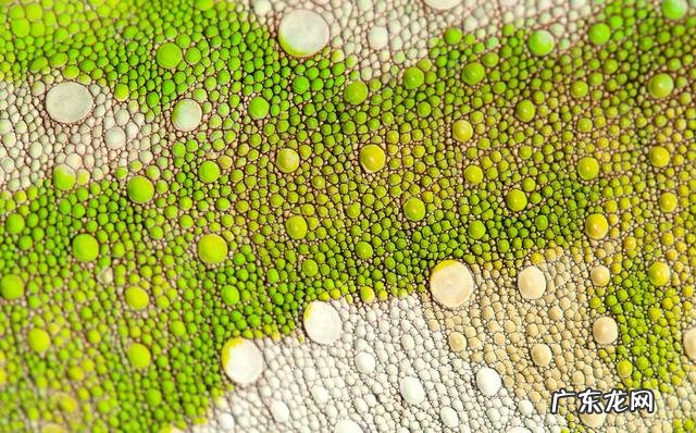 最小的变色龙体长仅约3厘米?认识变色龙,从它的变色原理说起