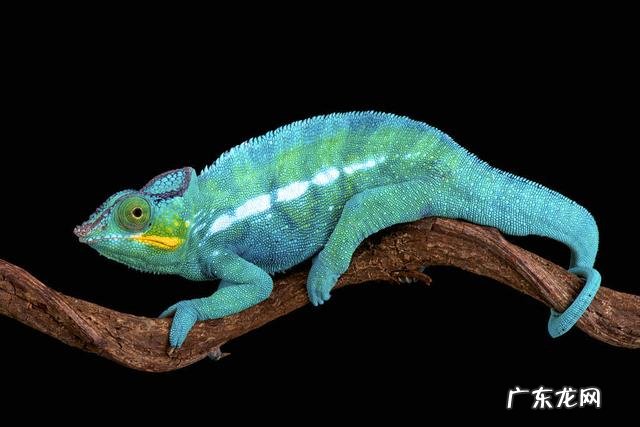 最小的变色龙体长仅约3厘米?认识变色龙,从它的变色原理说起