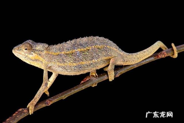 最小的变色龙体长仅约3厘米?认识变色龙,从它的变色原理说起