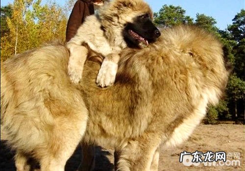 原苏联珍贵文物——高加索犬