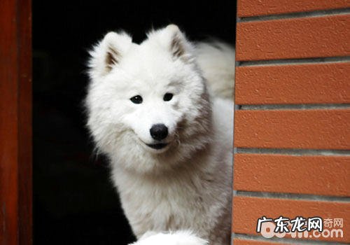 领养狗狗前的提前准备你都知道吗?