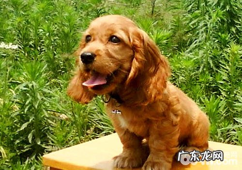 可卡犬多少钱一只?