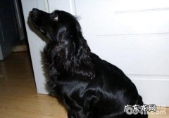 可卡犬掉毛该怎么办？