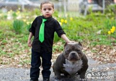 真实归属于男生的犬——美国恶霸犬