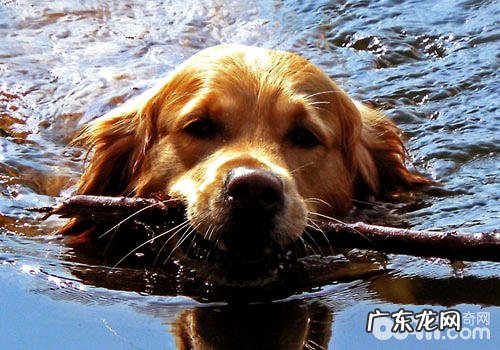 养宠物还要搞好安全防范措施哦!