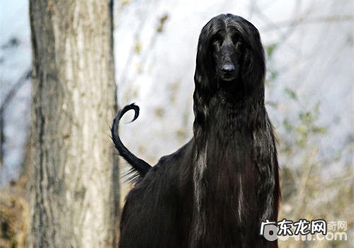 唯一能够进到五星级酒店的犬品种——阿富汗猎犬