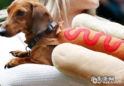 腊肠犬与热狗香肠有哪些联络？