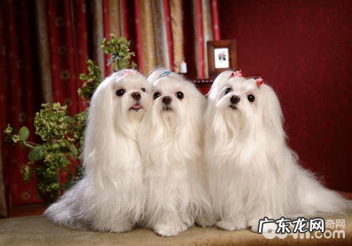 给马尔济斯犬包毛常见问题