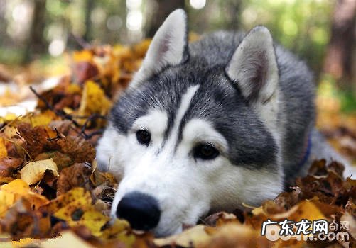 小狗忌讳食物中毒事件会有哪些症状