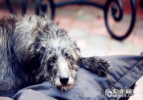 神所造就最极致的微生物——英国猎鹿犬