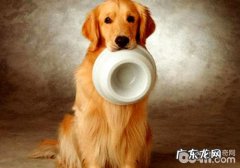 金毛狗狗吃水果罐头好還是干食好？