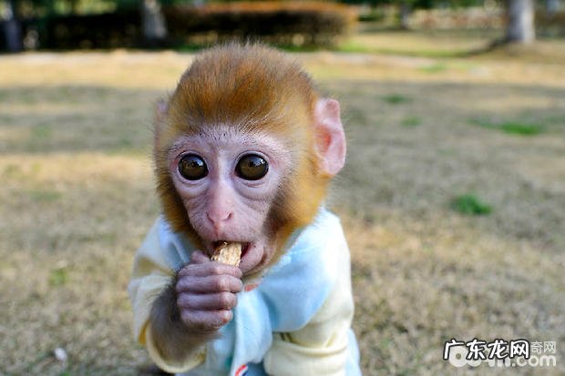 爱小宠物，就需要明白关爱照料它，以宠物之道想小宠物之所需