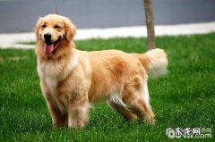 金毛狗狗与金毛寻回犬，及其金毛猎犬有什么不同