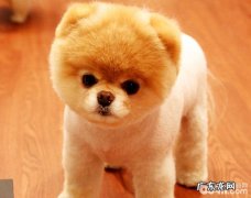 哈多利系博美犬的品种介绍