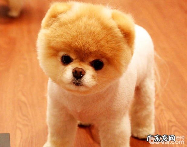 哈多利系博美犬的品种介绍