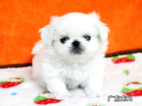 京吧/京巴的品种介绍