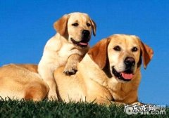 狗情侣，猫恋家是真是假？