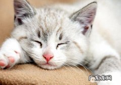 猫猫喂养器的类型有什么？