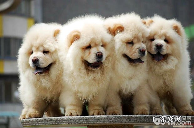 怎样在狗场或柴犬犬舍里选购选择松狮狗