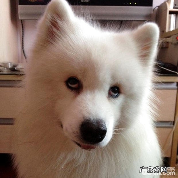 两个关键点选择鉴别一只非纯种萨摩耶幼犬