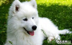 如何区别萨摩耶和银狐10点不一样