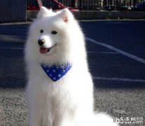 两个月的萨摩耶幼犬如何饲养比较好