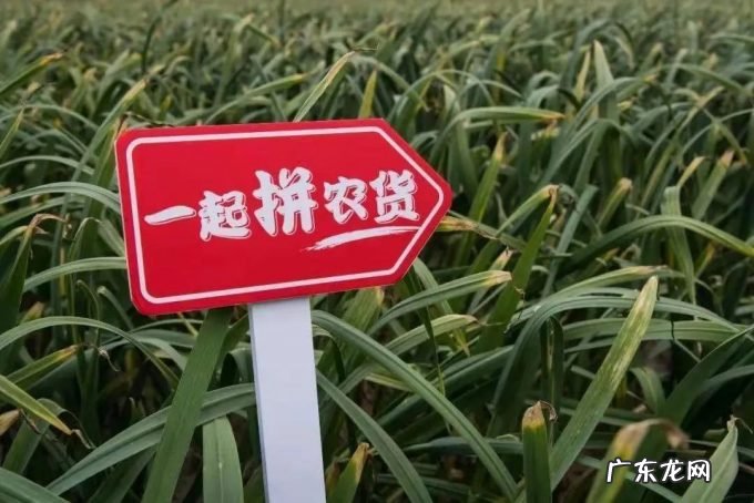 高增速神话破灭!收获8亿下沉用户后,拼多多不要赚钱要种地!